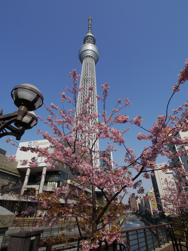 桜とツリーだぜ