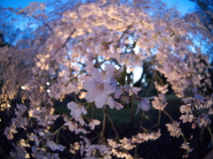 六義園　桜