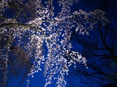 六義園　夜桜