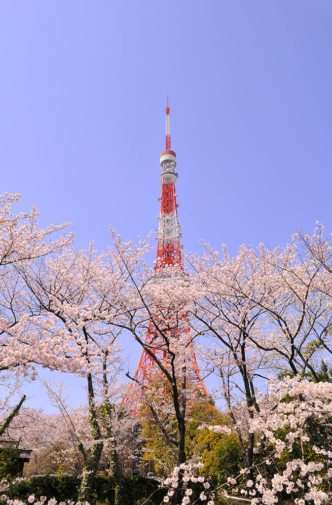 彩るタワー