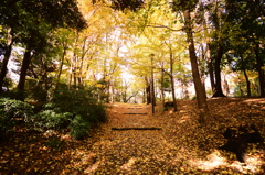 平和の森公園　散歩道