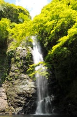 故郷 大阪箕面の滝