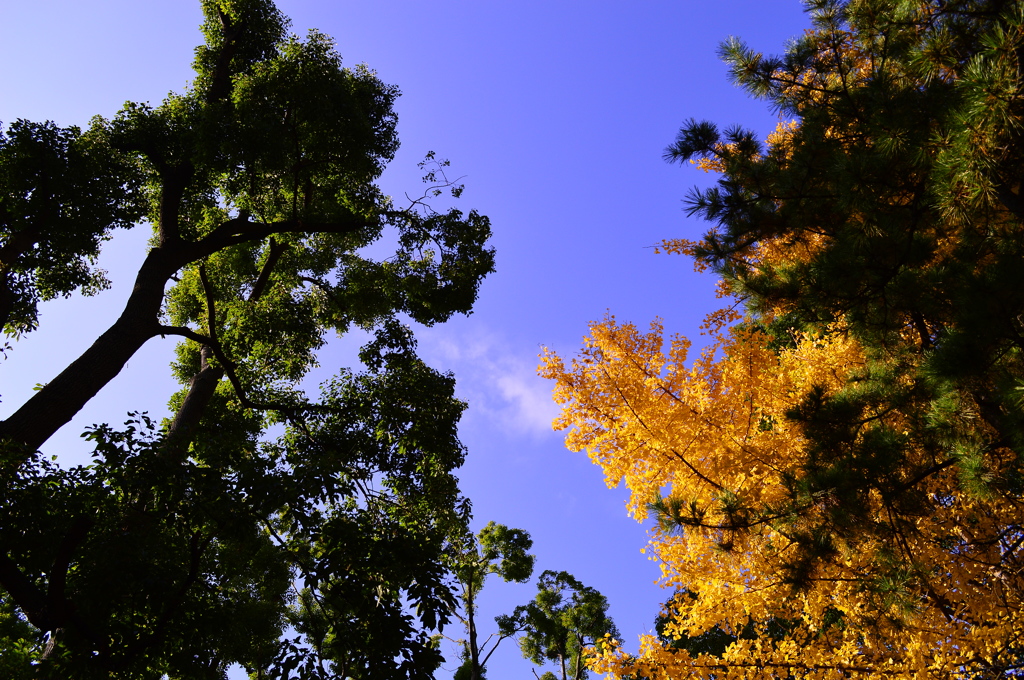 平和の森公園 秋空