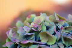 紫陽花　Hydrangea
