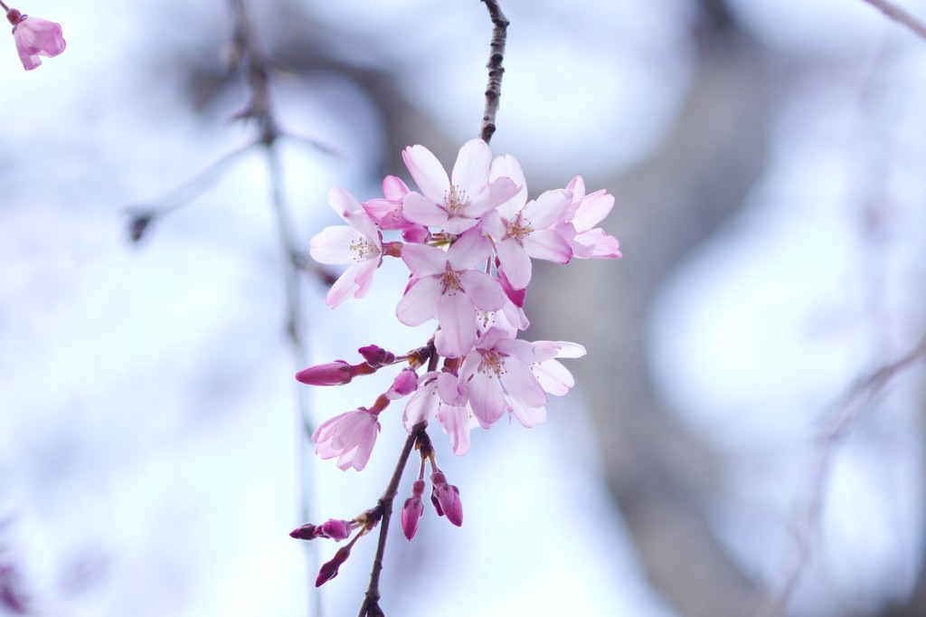 枝垂れ桜