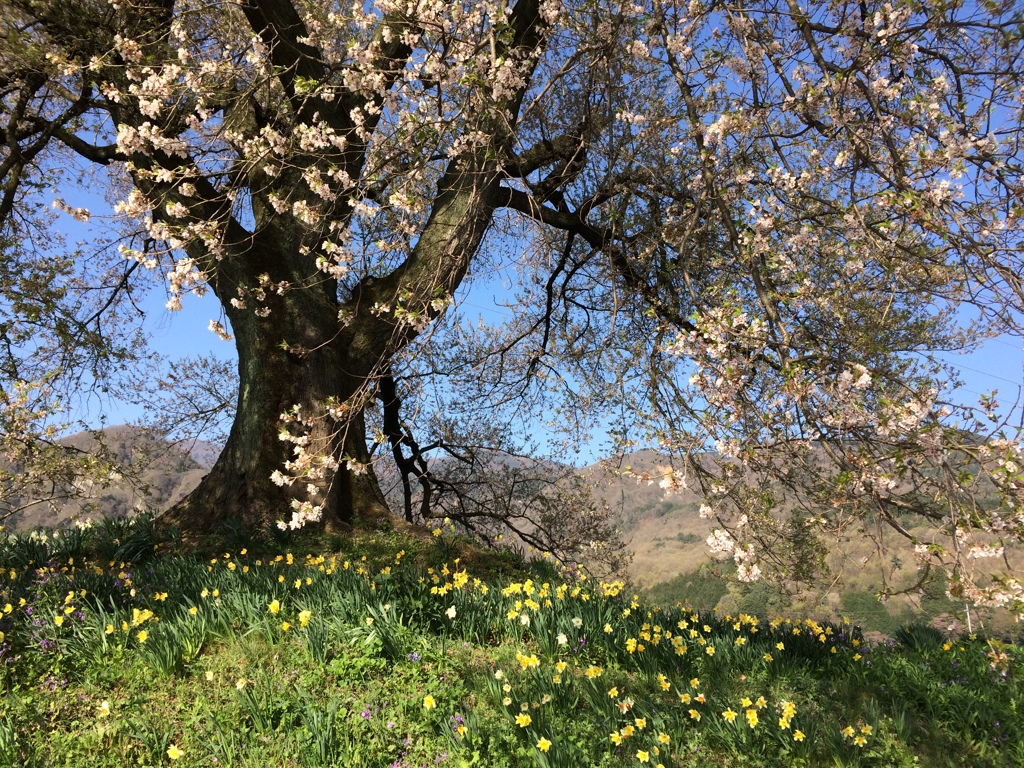 わに塚の桜