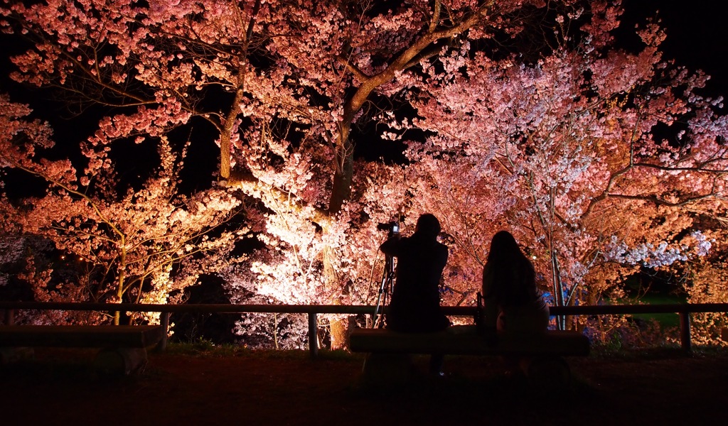 夜桜見物