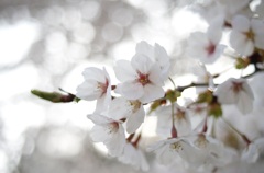 桜の季節