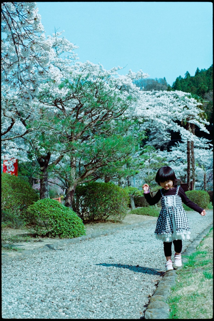 桜の時