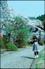 桜の時