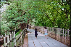 新緑回廊