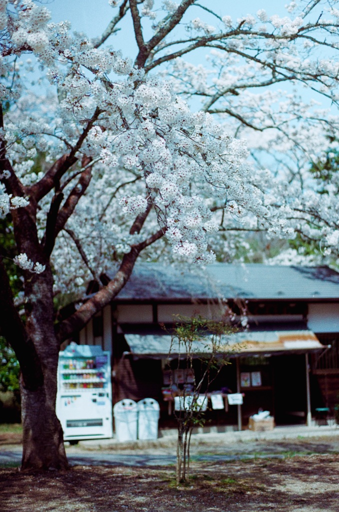 花見日和