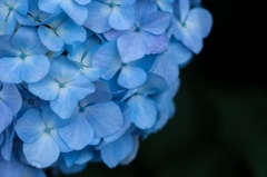 紫陽花