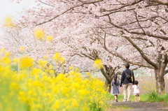 桜並木