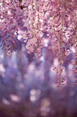 藤の花