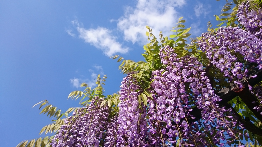 藤の花