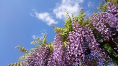藤の花