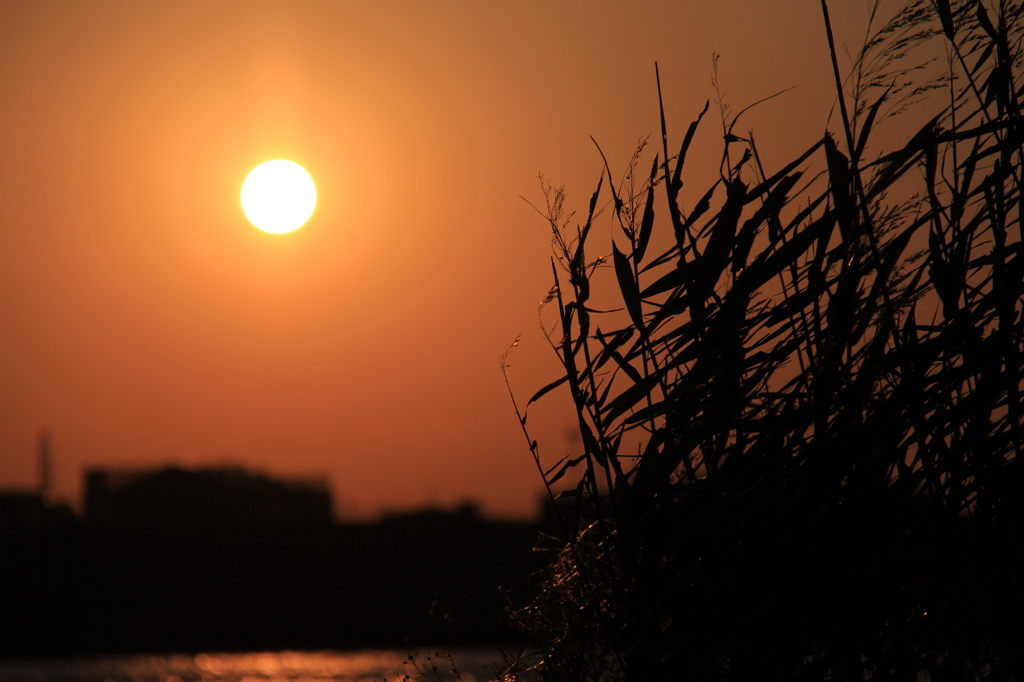夕日とすすき