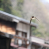 疾風