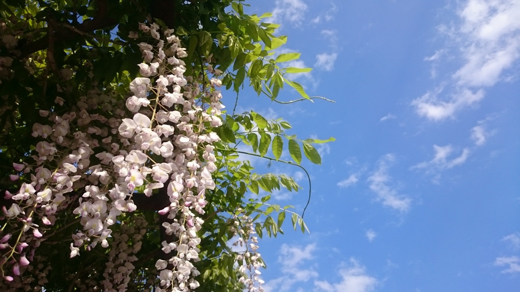 藤の花