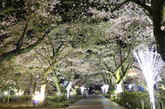 今宵の夜桜