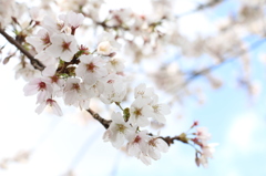静岡の桜は今が満開