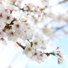 静岡の桜は今が満開