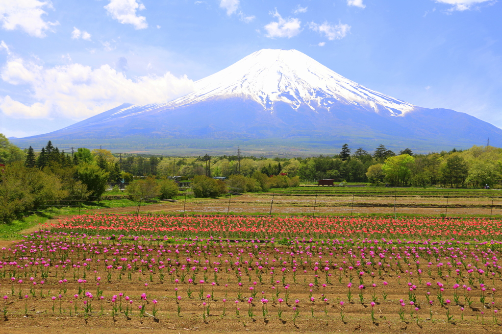 チューリップと富士山