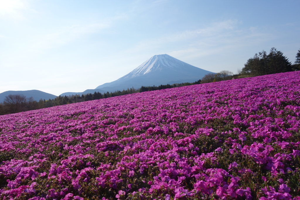 満開の芝桜