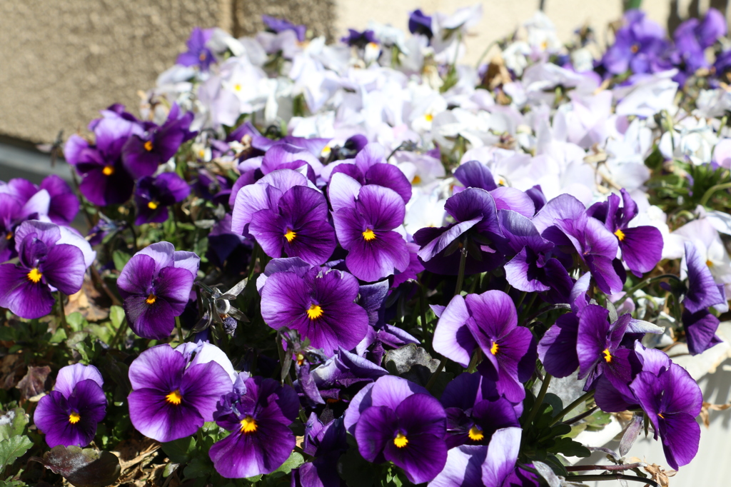自宅の花