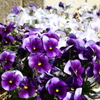 自宅の花