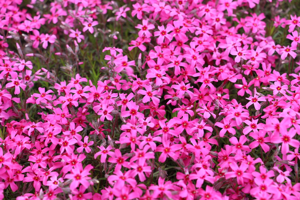芝桜1