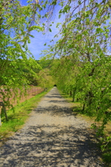 春の小道