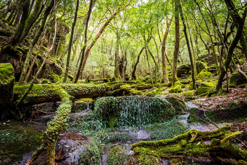 屋久島