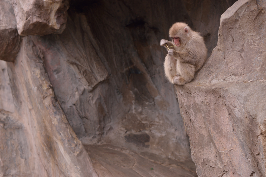 上野zoo