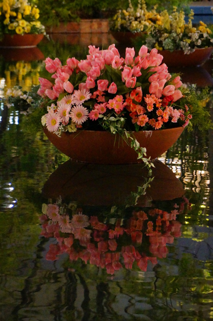 水面華