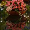 水面華