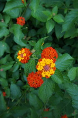 DSC07257