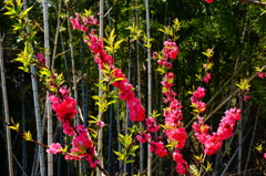 新芽