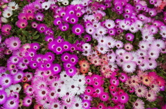 DSC01696