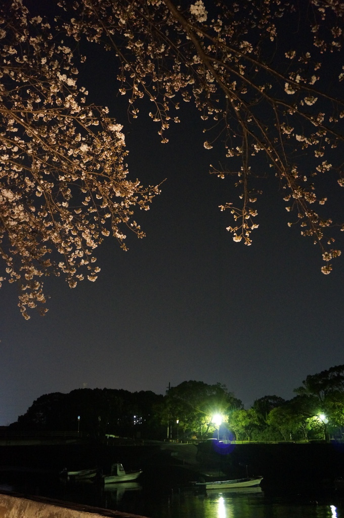 宵桜