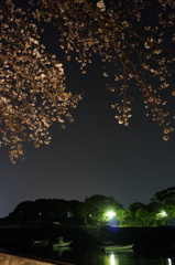 宵桜