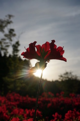 大輪の花