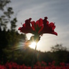 大輪の花