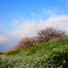 DSC00594