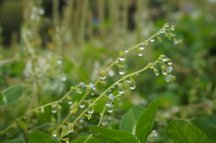 water fruit