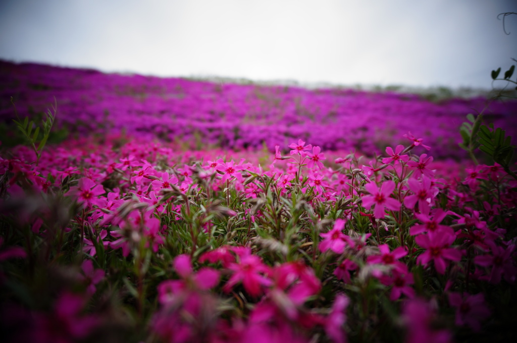 芝桜