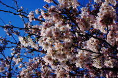 やっぱり桜