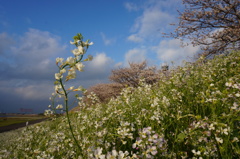 DSC00607