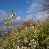 DSC00607